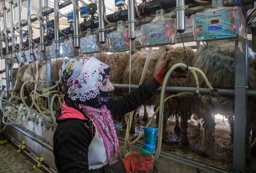 'Elit'lerin kuzularına özel bakım
