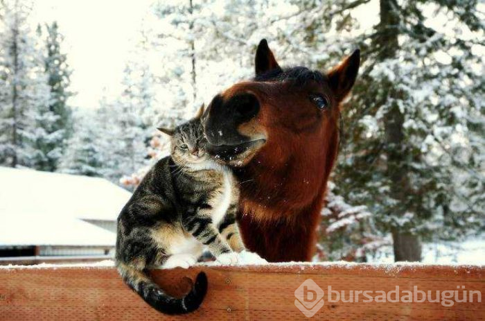 Günün en çok paylaşılan fotoğrafları (07.02.2019)