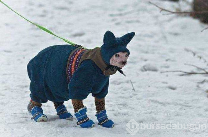 Günün en çok paylaşılan fotoğrafları (08.02.2019)