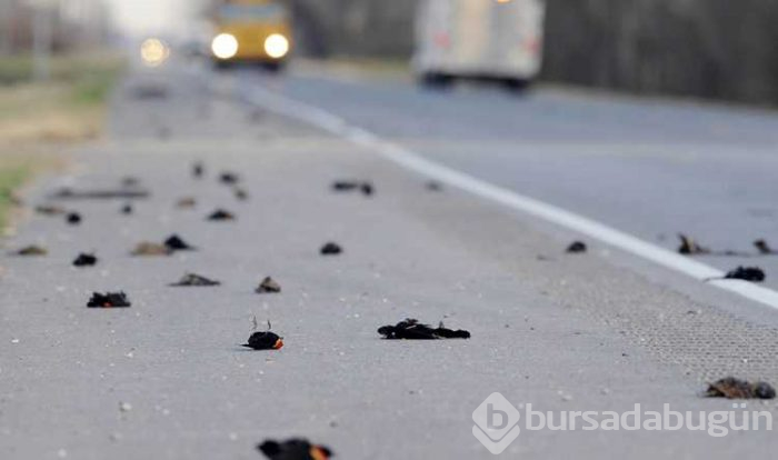 Bilim insanları çok endişeli Kuzey Kutbu hızla Rusya'ya ilerliyor

