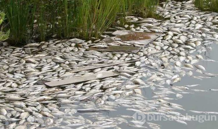Bilim insanları çok endişeli Kuzey Kutbu hızla Rusya'ya ilerliyor
