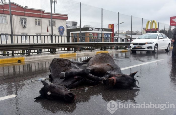 Kazada yaralanan atların yürek burkan görüntüsü