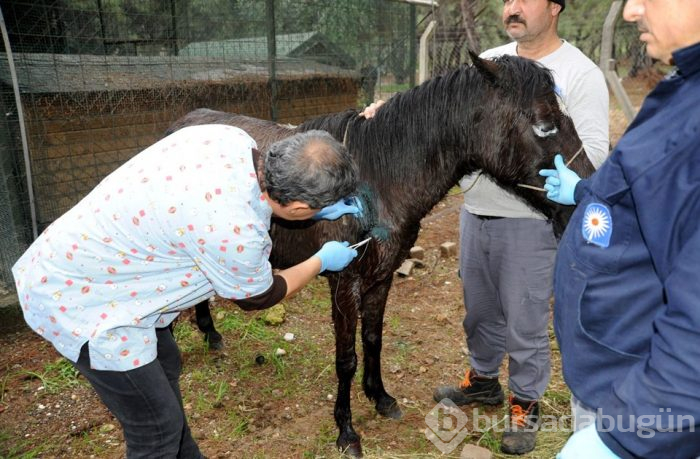 Kazada yaralanan atların yürek burkan görüntüsü