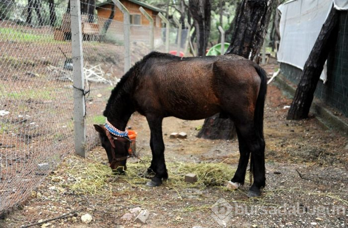 Kazada yaralanan atların yürek burkan görüntüsü