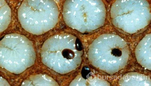 Avrupa'dan gelen 'Varroa' Türkiye'deki kovan varlığının yüzde 25'ini yedi
