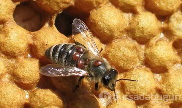 Avrupa'dan gelen 'Varroa' Türkiye'deki kovan varlığının yüzde 25'ini yedi
