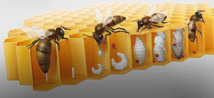Avrupa'dan gelen 'Varroa' Türkiye'deki kovan varlığının yüzde 25'ini yedi
