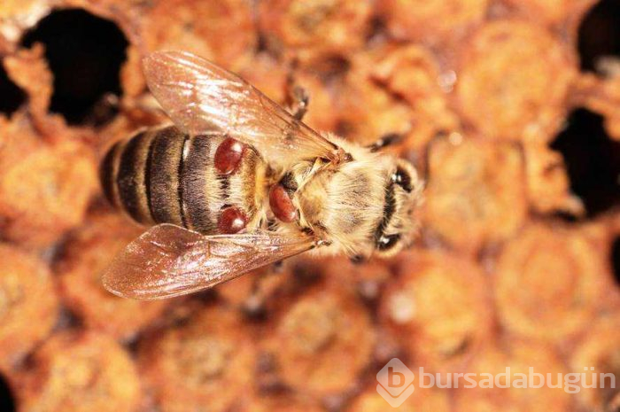 Avrupa'dan gelen 'Varroa' Türkiye'deki kovan varlığının yüzde 25'ini yedi
