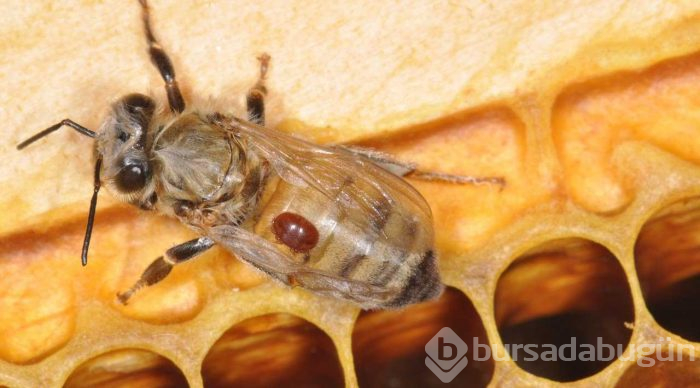Avrupa'dan gelen 'Varroa' Türkiye'deki kovan varlığının yüzde 25'ini yedi
