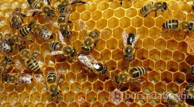Avrupa'dan gelen 'Varroa' Türkiye'deki kovan varlığının yüzde 25'ini yedi
