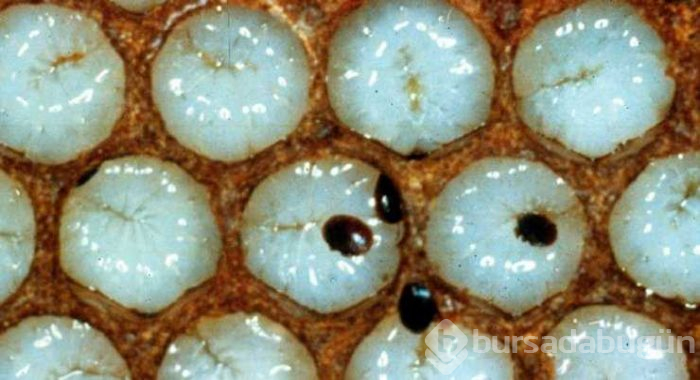 Avrupa'dan gelen 'Varroa' Türkiye'deki kovan varlığının yüzde 25'ini yedi

