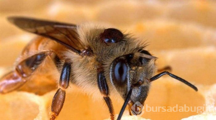 Avrupa'dan gelen 'Varroa' Türkiye'deki kovan varlığının yüzde 25'ini yedi
