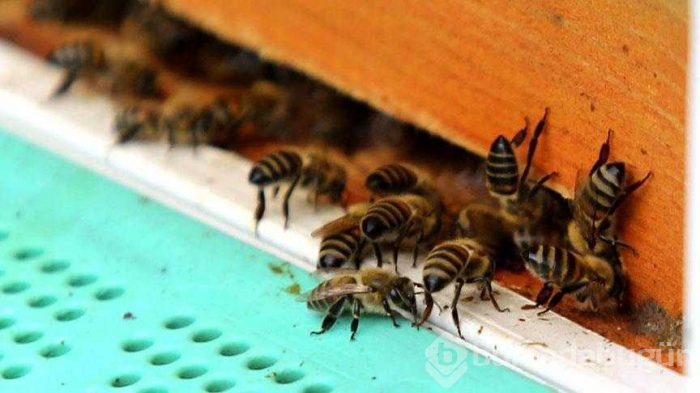 Avrupa'dan gelen 'Varroa' Türkiye'deki kovan varlığının yüzde 25'ini yedi
