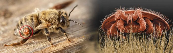 Avrupa'dan gelen 'Varroa' Türkiye'deki kovan varlığının yüzde 25'ini yedi
