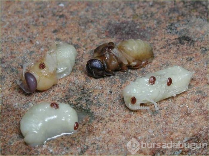 Avrupa'dan gelen 'Varroa' Türkiye'deki kovan varlığının yüzde 25'ini yedi
