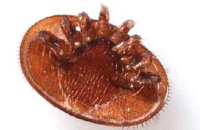 Avrupa'dan gelen 'Varroa' Türkiye'deki kovan varlığının yüzde 25'ini yedi
