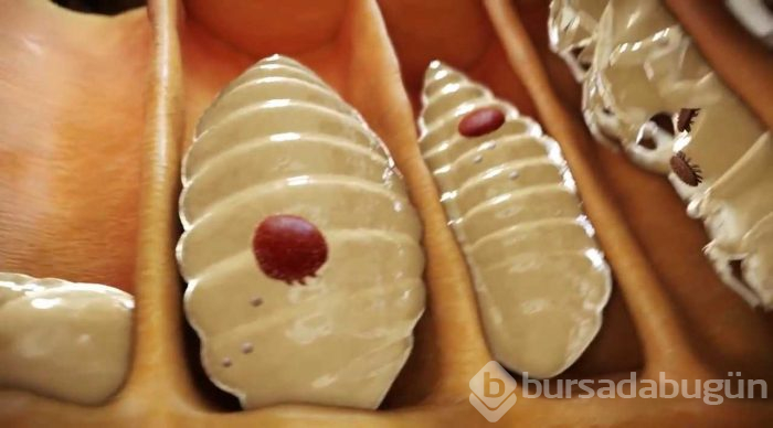 Avrupa'dan gelen 'Varroa' Türkiye'deki kovan varlığının yüzde 25'ini yedi
