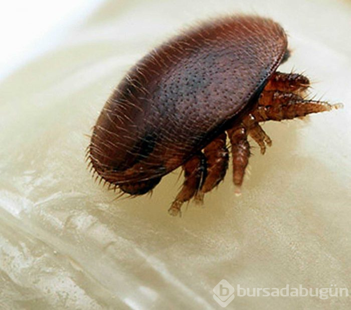 Avrupa'dan gelen 'Varroa' Türkiye'deki kovan varlığının yüzde 25'ini yedi
