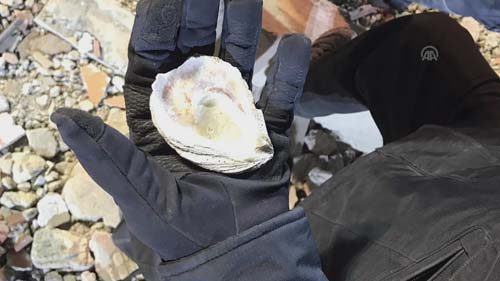Kartal'da çöken binanın enkazındaki deniz kabukları görüntülendi