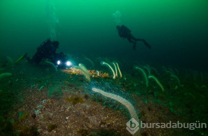 İstanbul'un su altı zenginliği dünyaya tanıtılacak (İki Deniz Bir Şehir)