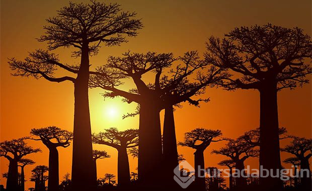 Madagaskar'da tüyler ürperten festival
