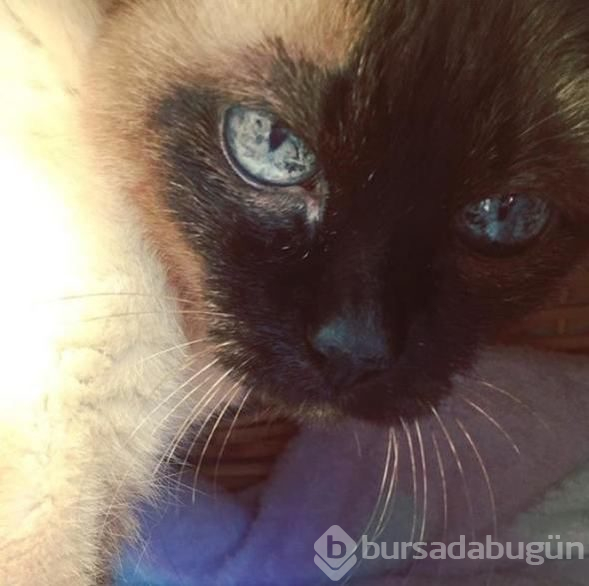 Gökçe Yanardağ: Bugün 25 yıllık dostumu kaybettim
