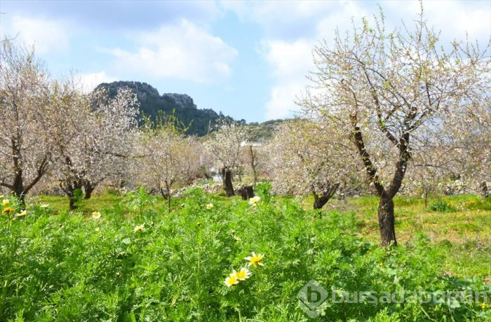 Muğla'da Badem Çiçeği Festivali'nden renkli görüntüler