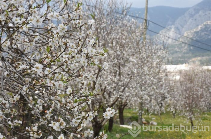 Muğla'da Badem Çiçeği Festivali'nden renkli görüntüler