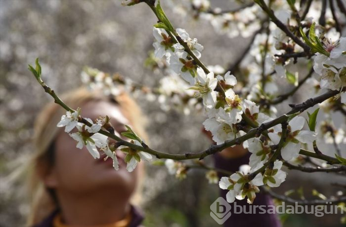 Muğla'da Badem Çiçeği Festivali'nden renkli görüntüler