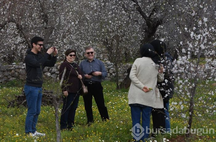 Muğla'da Badem Çiçeği Festivali'nden renkli görüntüler