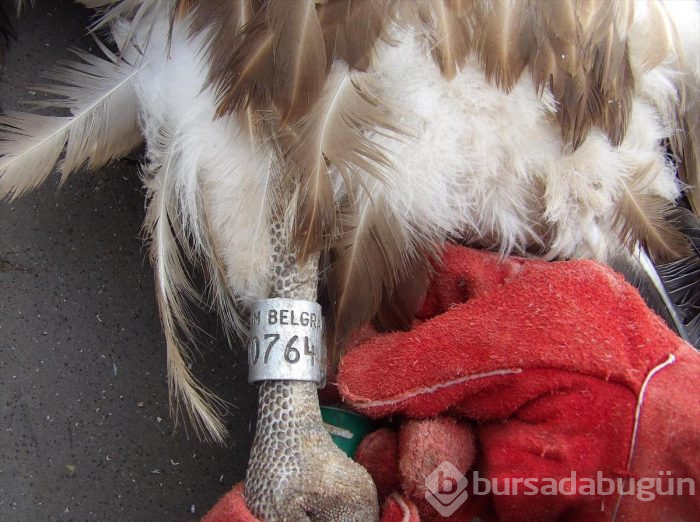 Belgrad'ta halkalandı, Kahramanmaraş'ta çobanlar buldu
