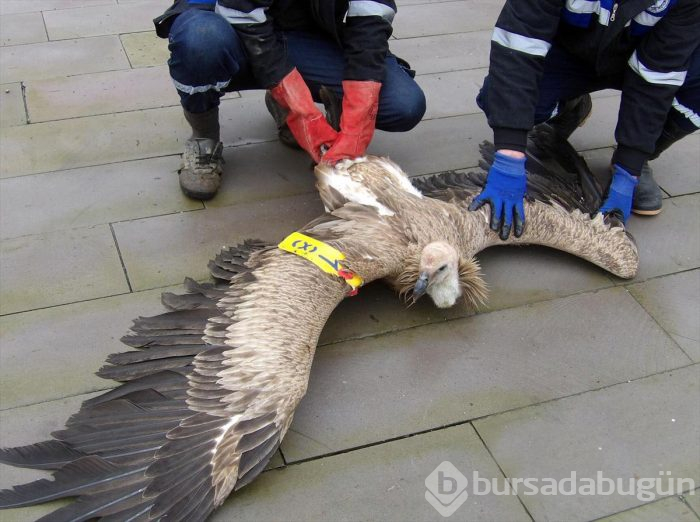 Belgrad'ta halkalandı, Kahramanmaraş'ta çobanlar buldu
