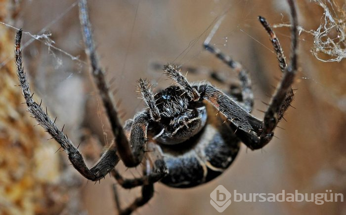 Bilim insanları açıkladı: Böcek türlerinin yüzde 40'ı yok olabilir
