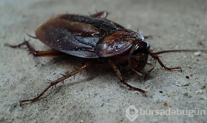 Bilim insanları açıkladı: Böcek türlerinin yüzde 40'ı yok olabilir
