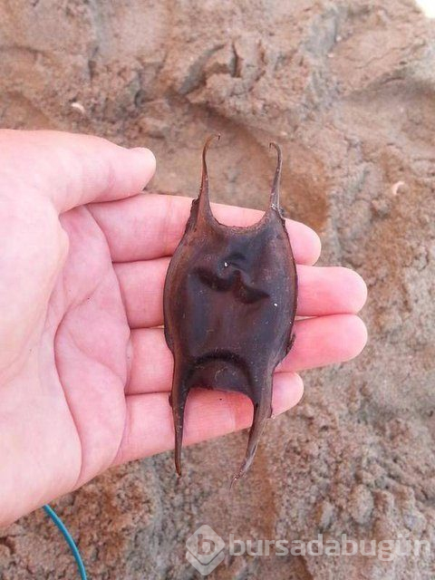 Kumsalda buldu, içini açınca şaşkına döndü