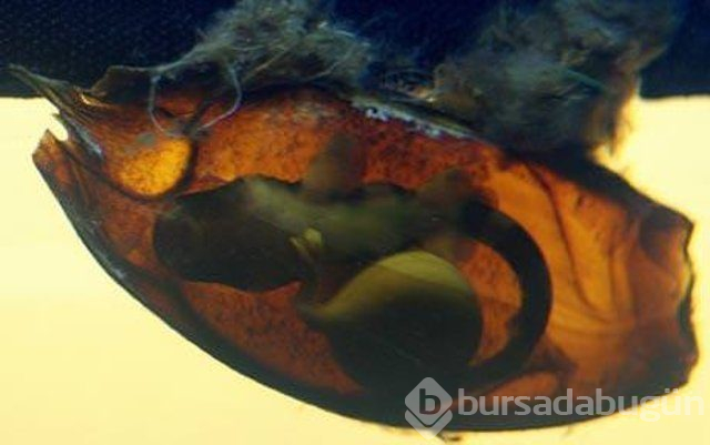 Kumsalda buldu, içini açınca şaşkına döndü