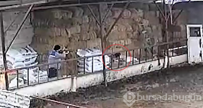 Uyuşturucu tüfekle vurulan köpek, çöp kamyonuna atılmış
