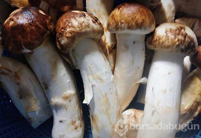Matsutake mantarının sağlığımıza faydaları
