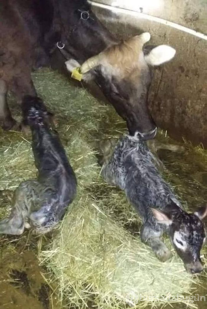 İkiz buzağı heyecan yarattı
