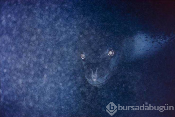 Günün en çok paylaşılan fotoğrafları (14.02.2019)
