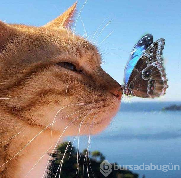 Günün en çok paylaşılan fotoğrafları (15.02.2019)