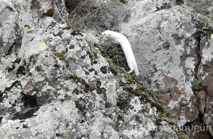Tunceli'nin ardından Gümüşhane'de de görüntülendi
