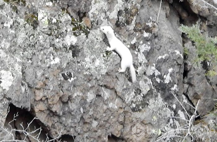 Tunceli'nin ardından Gümüşhane'de de görüntülendi
