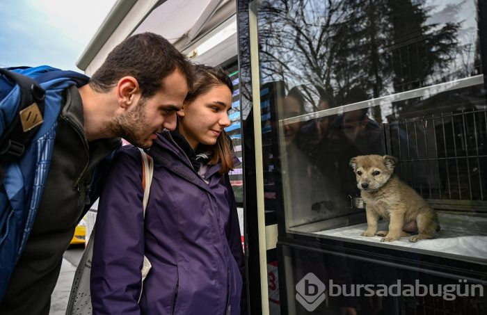 İBB'nin hayvanlar için projesi dünya basınında
