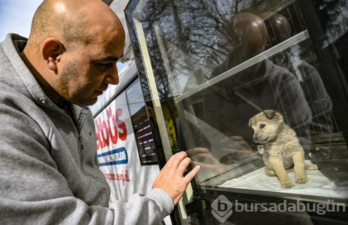 İBB'nin hayvanlar için projesi dünya basınında
