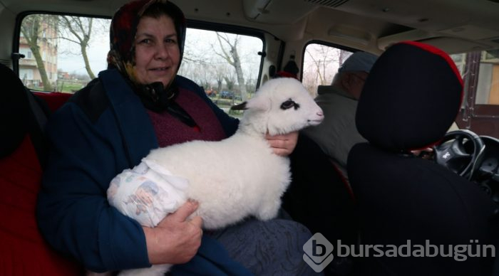 Bebek beziyle bezledikleri kuzuya evde bakıyorlar
