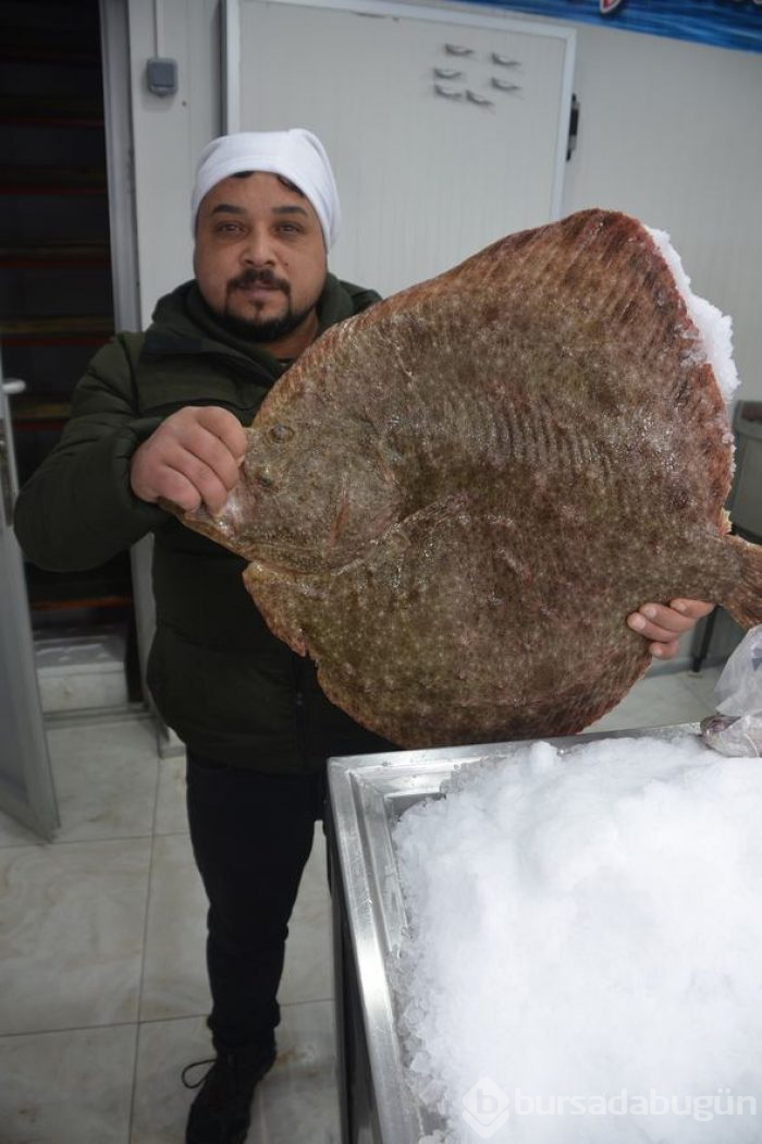 Dev kalkan balığı rekor fiyata satılıyor
