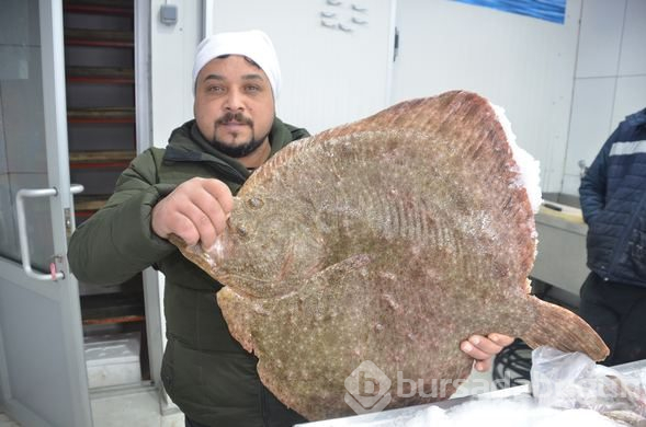 Dev kalkan balığı rekor fiyata satılıyor
