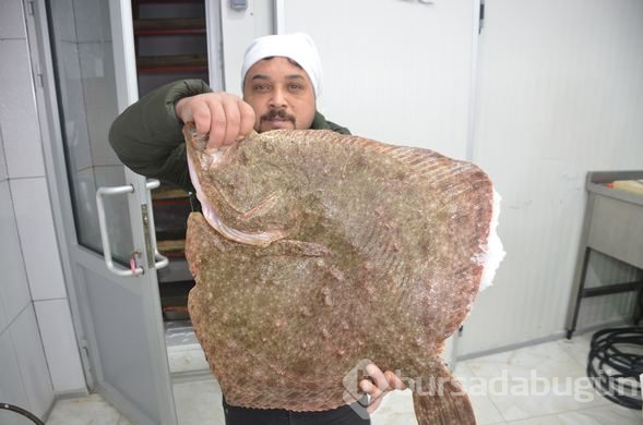 Dev kalkan balığı rekor fiyata satılıyor
