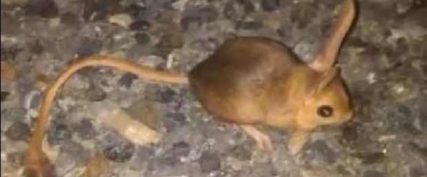 Tunceli'de kanguru faresi görüntülendi (Dünyanın en ilginç 19 hayvanından biri)
